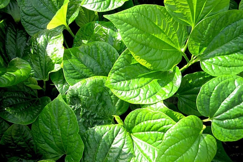 Những chiếc lá trầu không xanh tươi được đặt trên một bề mặt, đại diện cho phương pháp dân gian hiệu quả trong việc nhuộm và giữ màu cho quần áo.